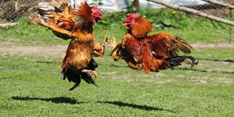 Loại hình đá gà cựa sắt sòi