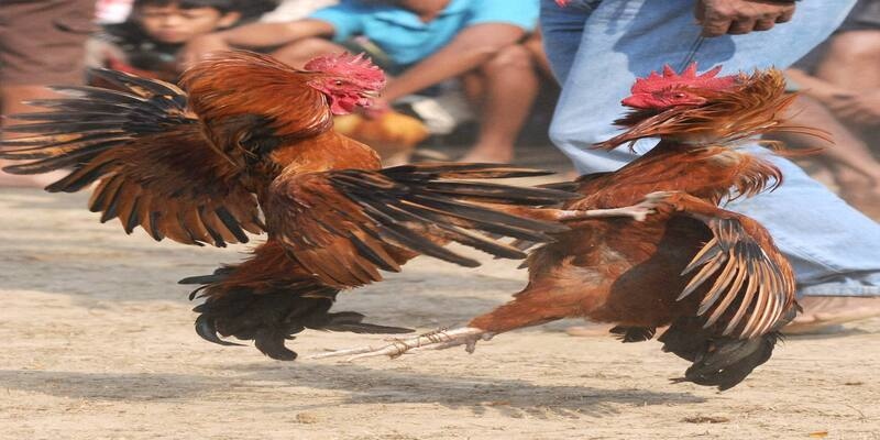 Thành thạo quy luật trong đấu gà